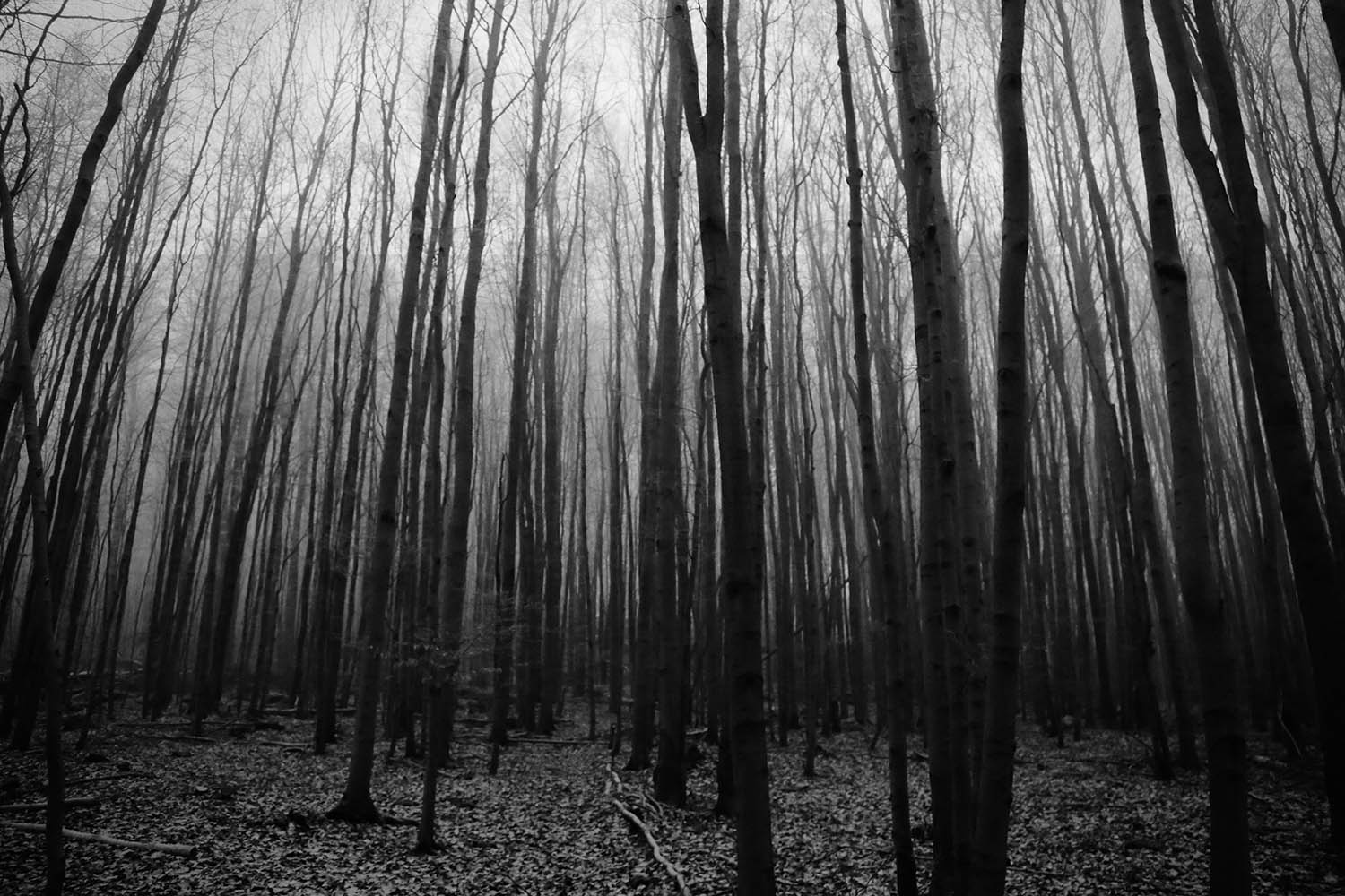 tajemný les děsu
