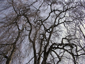 Stromy v krajině - Větvení