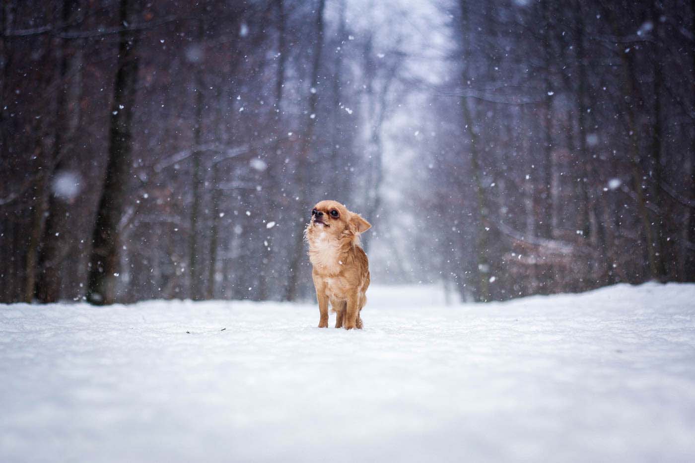 Sněžný pes