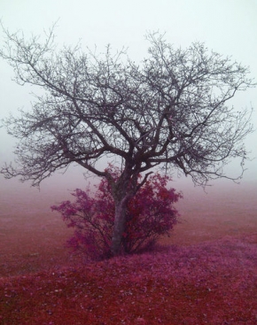 Stromy v krajině - V jesennej hmle