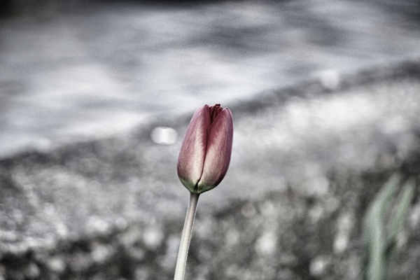 Chromovaný tulipán