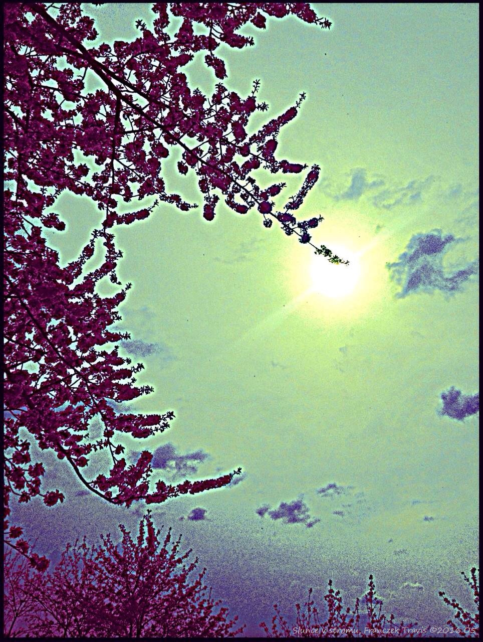 Slunce v stromu