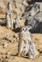 Věra Kuttelvašerová Stuchelová -Hlídkující surikaty