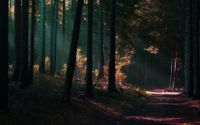Rudolf Tůma - ráno v lese