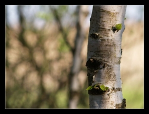 Stromy v krajině - Fotograf roku - junior - Bříza