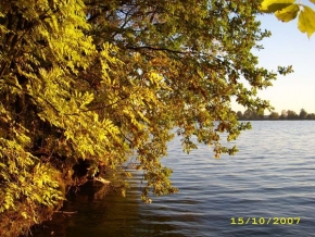 Roman Mondek - Stromy u rybníka