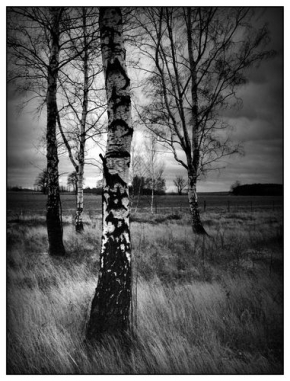 Stromy v krajině - Fotograf roku - junior - Břízy