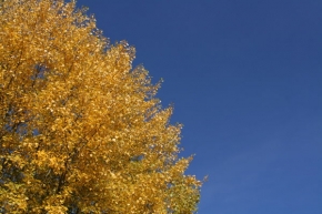 Stromy v krajině - žlutá a modrá