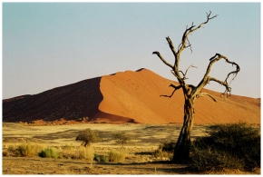 Stromy v krajině - Fotograf roku - kreativita - Vpoušti Namib