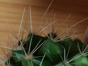 Makro a zblízka - kaktus