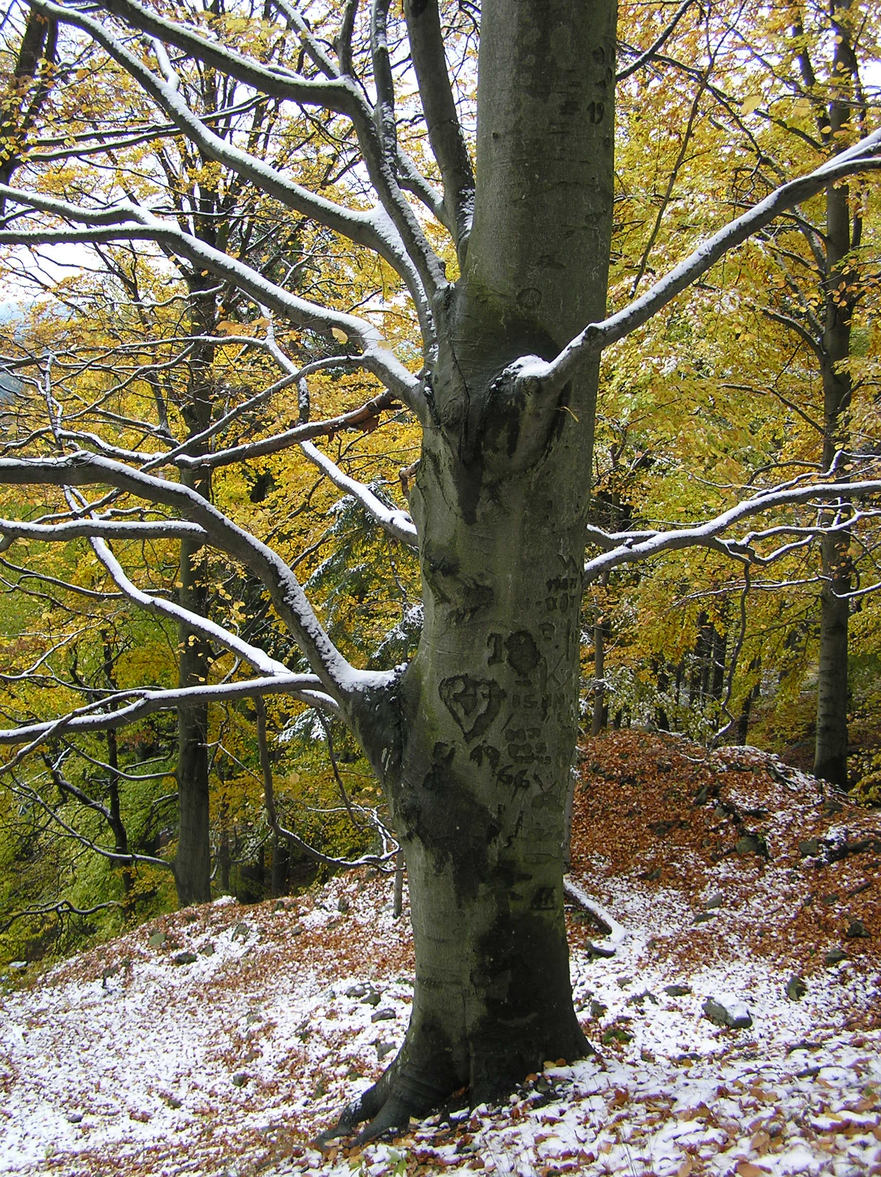 Vítr první sníh na větve stromů dých