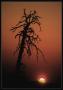 Jan Matatko - Sunset tree