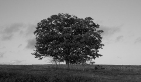 Stromy v krajině - NOSTALGIE