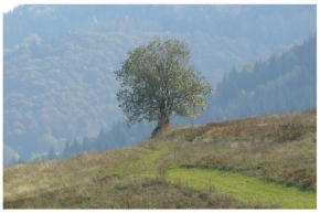 Stromy v krajině - Samotar