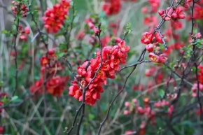 Červená - Křovinné květy