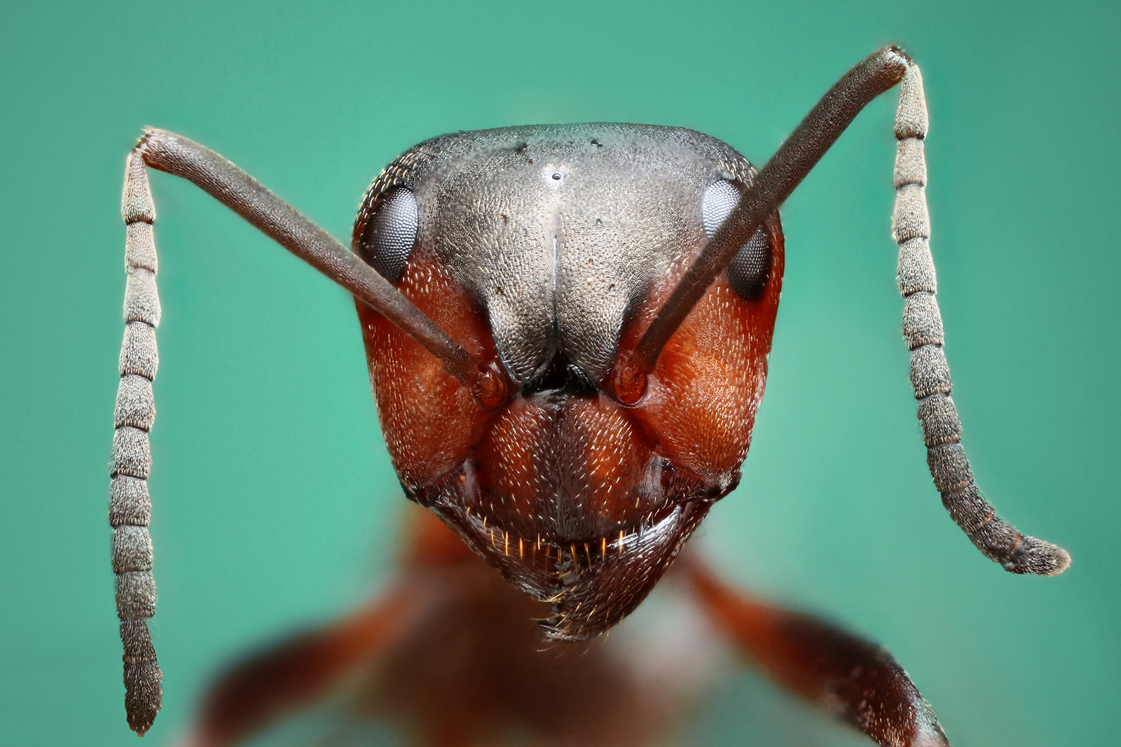 Bratranec Ferdy mravence
