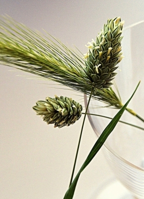 Makro a zblízka - Fotograf roku - Top 20 - X.kolo - květy trávy