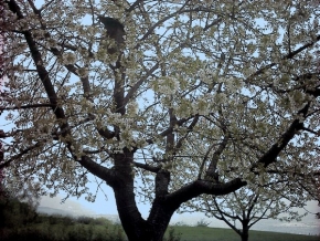 Stromy v krajině - Královna jara