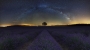 Jackie Tran -Lavender field under stars