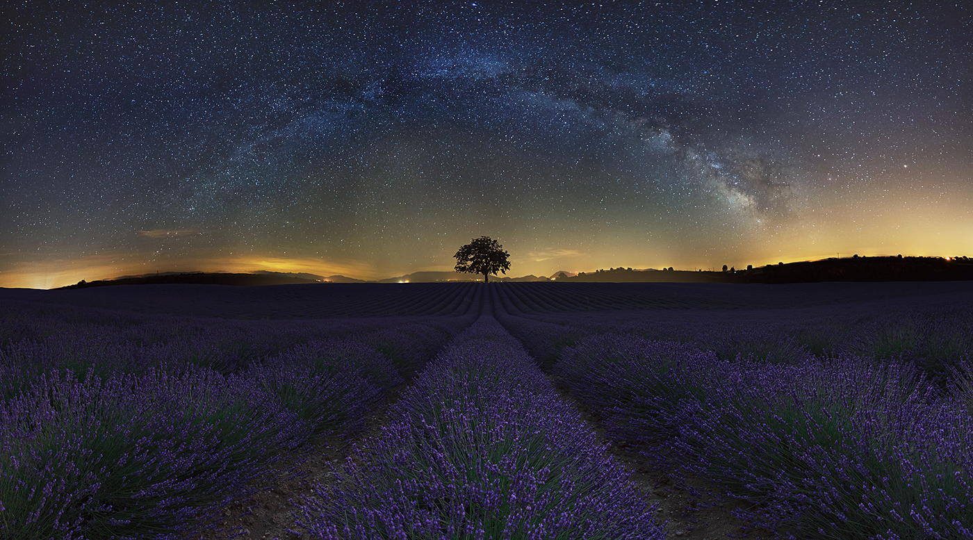 Lavender field under stars