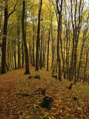 Pavel Tomeš - Podzimní stromy 2