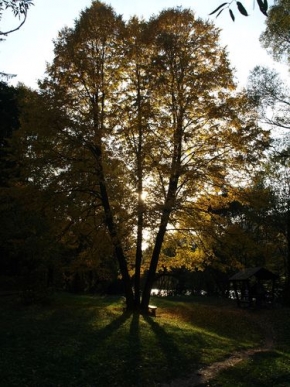 Stromy v krajině - Podzimní stromy 5