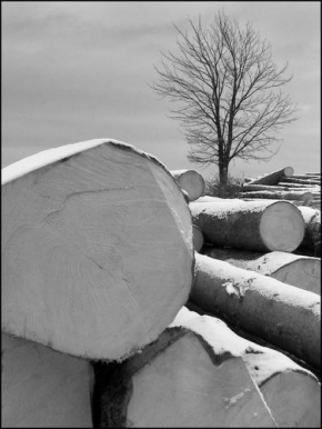 Stromy v krajině - Fotograf roku - Sirota