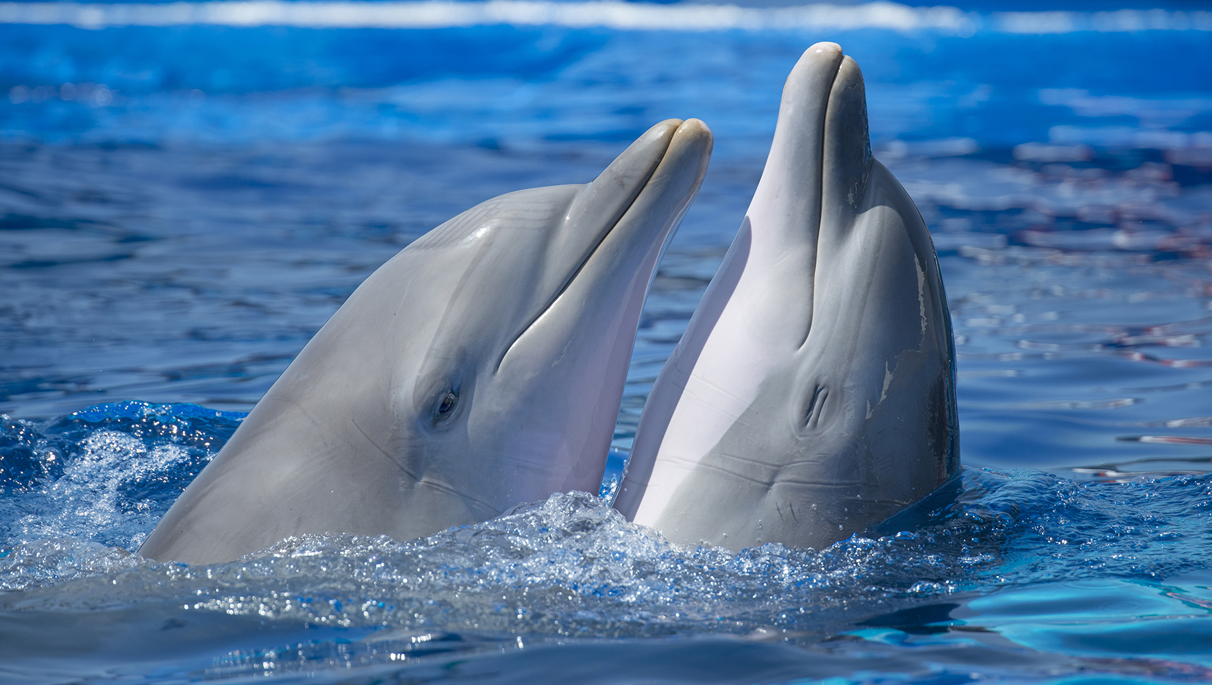 Tanec delfínů
