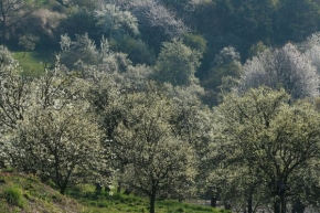 Stromy v krajině - Sad na jaře