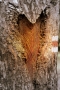 Alena Navrátilová -srdce stromu