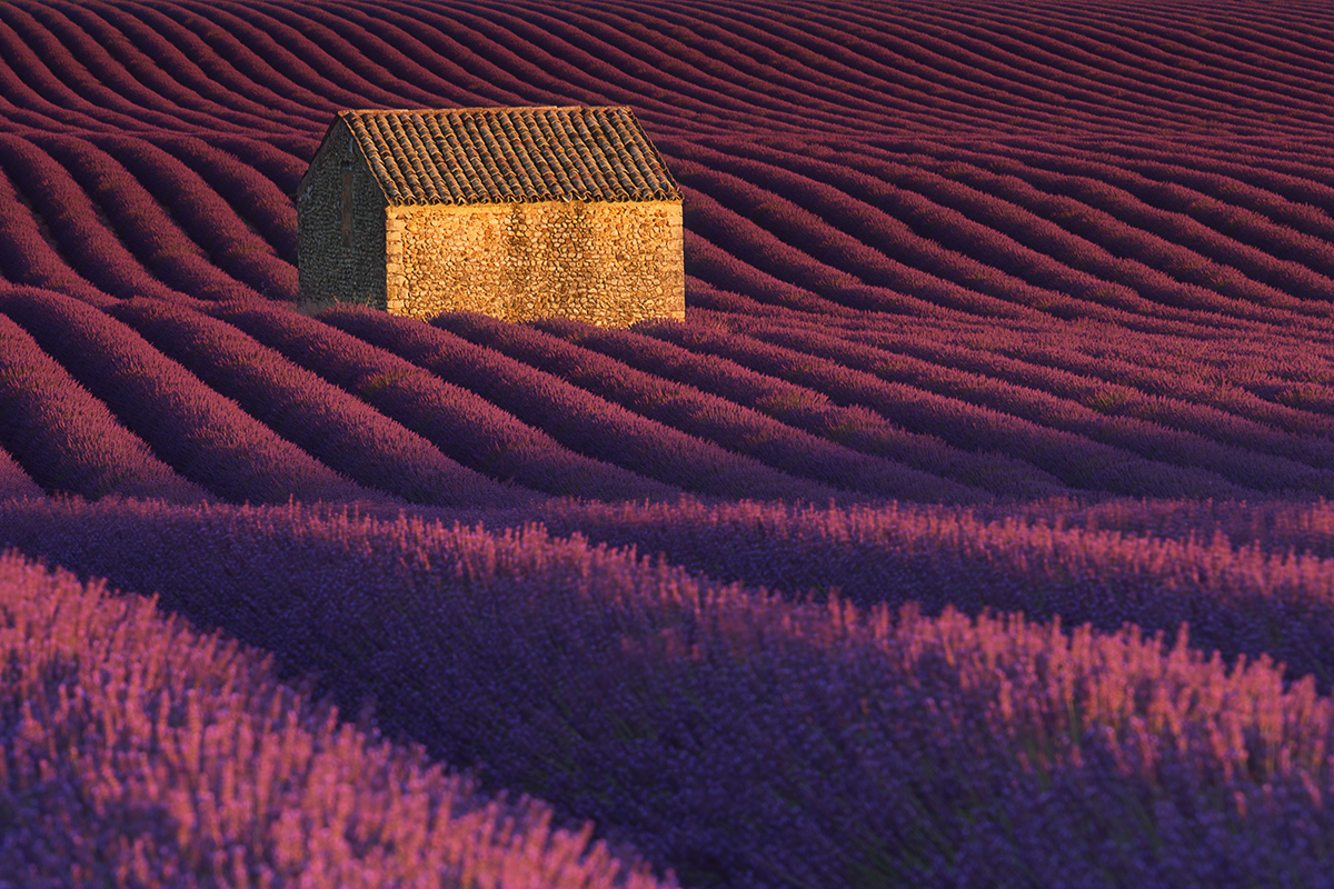 Valensole rows of Lavender