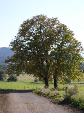 Stromy v krajině - Malý a velký