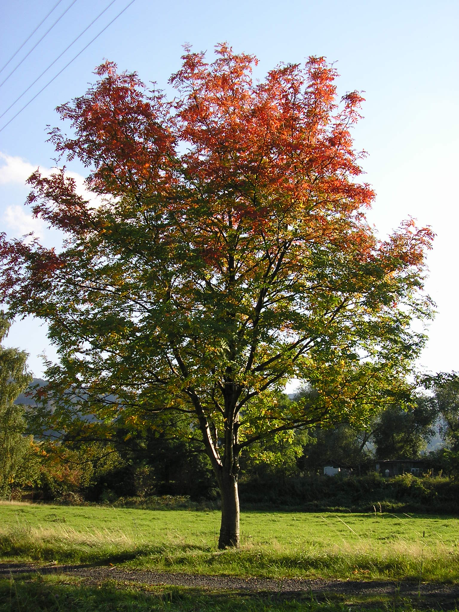 Tříbarevný strom