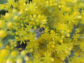 Makro a zblízka - Včela medonosná