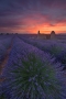 Jackie Tran -Magic Hour in Valensole 