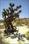 Joshua Tree Kalifornie