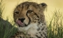 Vojtěch Lukáš -Mladý gepard