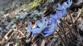 Vendula Rotreklová - na jaře v lese