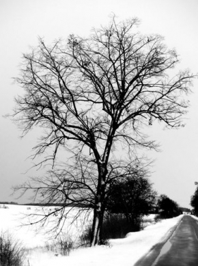 Stromy v krajině - Osamělý