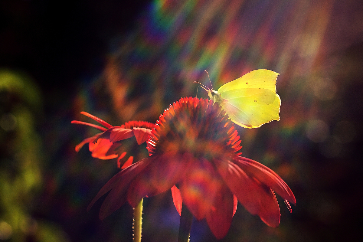 echinacea a motýl