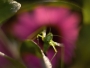 Vladimíra Taušová -kobylka a růžový květ