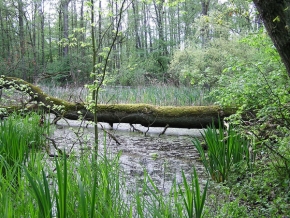 Stromy v krajině - Polabské tůně