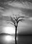 Water tree