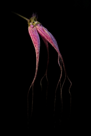 Makro a zblízka - Bulbophyllum  Elizabeth Ann 'Buckleberry' 