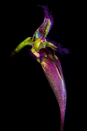 Makro a zblízka - Bulbophyllum fascinator