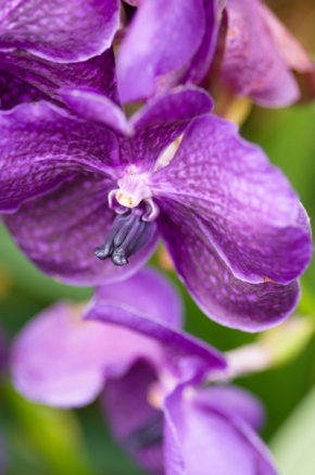 Makro a zblízka - orchidej
