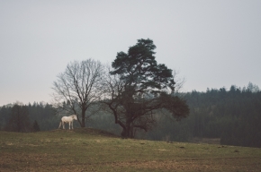 Forest Trenz - Bílý kůň