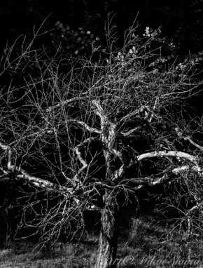 Vidím to černobíle - Strom života