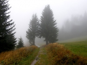Stromy v krajině - Podzimní mlhou