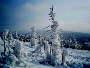 Stromy v krajině - Zima